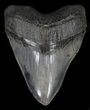 Massive, Megalodon Tooth - Spectacularly Serrated! #35959-1